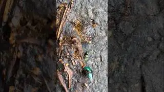Blue-green bottle flies