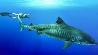 I Swam with TIGER SHARKS in French Polynesia