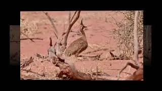Aves La Rioja. Argentina - Martineta com&uacute;n - Eudromia elegans