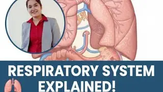 #respiratorysystem #respiration #trachea #bronchi #alveoli #satviksnehitshorts #trending #viral