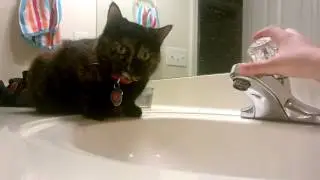 Cat Finds Magic Waterfall!