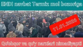 Endi narxlar Termiz mol bozoriga ham tasir qildi qo'ylar qimatlab ketdi 11.01.2026