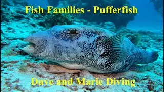 Fish Families Compilation - Pufferfish