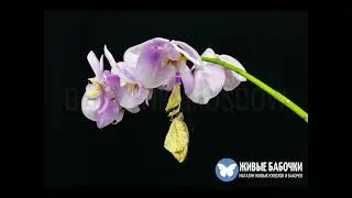 Рождение бабочки Pieridae Belyanka