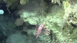 Lionfish eating undescribed species