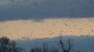 2025_12_14 Snow Geese circling a corn stubble field (slow motion)
