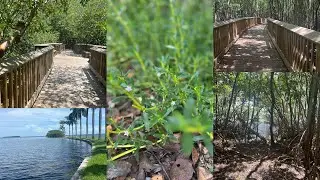 Peaceful Nature Walk at the Deering Estate | Miami&rdquo;