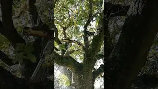 Removing OAK TREE Branch #shorts #tree
