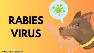 Rabies Virus | Morphology | Pathogenesis