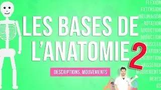 LES BASES DE L'ANATOMIE 2