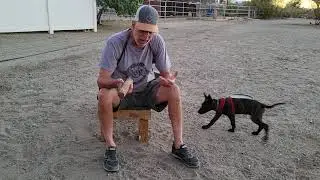 D.O.G. Explaining how important Emotion Is In Training
