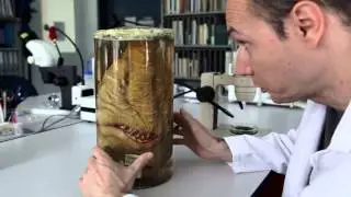 La Metamycologie - Le Polypore Arlequin - Ep 01