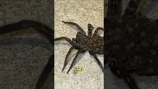 If You See This Spider in Your Home, Don&rsquo;t Kill It! 🕷️