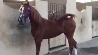 خيول جده مهره عنازة الجنادريه بنت بندر ابن ستدل الحصان العربي