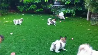 Papillon Welpen 7 Wochen alt rennen und spielen im Garten. Papillons-von-Persebeck.