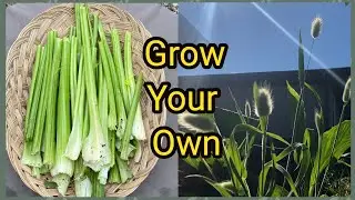 Sowing Celery and Bunny Tails Grass Seeds