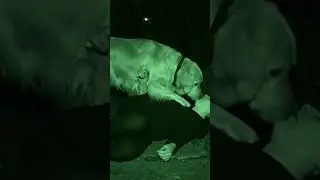 a dog trying to save a human #security #youtubeshorts #ytshorts #animals