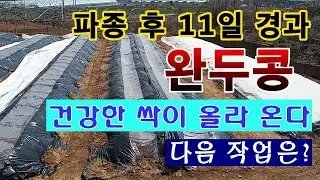 [텃밭농부. 1,372]  파종 후 11일. 완두콩 새싹이 올라 왔다. 다음 작업은?
