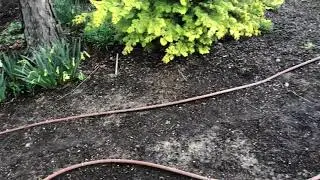 Wednesday's With Wayne- Mulching
