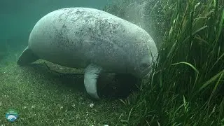 What do manatees eat?