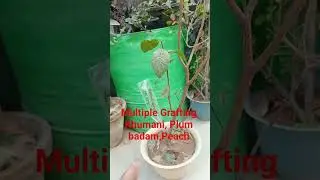 multiple Grafting plum, khumani,peach,Badam #grafting #viral