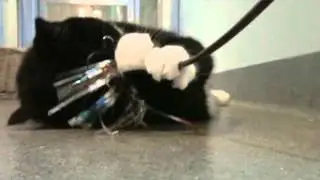 Modern Kitty Caretaker 0001