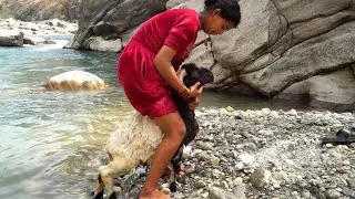 Sunpura ...... with sheep in the river with neighbor aunty || Rural Nepal || shepherd life ||