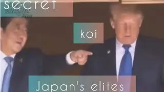 В чём главная ЦЕННОСТЬ КОИ человеку? ТАЙНА ЯПОНСКИХ ЭЛИТ🇯🇵