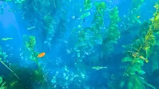 Day Trip: Catalina Island Snorkeling