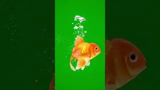 Cute Goldfish Green Screen | Cartoon-Style Aquarium Fish | 4K Animation