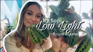 My Top LOW LIGHT House Plants