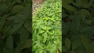OUR TREE NURSERY  ---Tree planting is our business#treeplanting #treenursery #climatechangeawareness