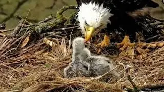 S05#86 #baldeagle | Review mother bird brings food to feed her chicks | bird nest with nature S05