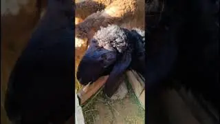 Арашан Козу #barbie #speedsong #song #goat #spedup #music #automobile #стройка #farming #animals