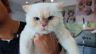 Sasha (Zoey) Chill Cat Grooming (Domestic Long Hair Cat) 
