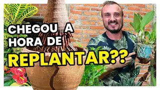 APRENDA O MOMENTO CERTO DE REPLANTAR SUA PLANTA