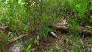Dutton Island Preserve in Jacksonville, Florida part 1