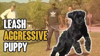 Leash Aggressive Puppy - How to Introduce Dogs