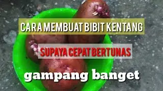 Cara membuat bibit kentang supaya cepat bertunas