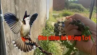 Cho chim ăn trái Mồng Tơi và thả Mào mồi vào lồng lớn | Giang Về Quê