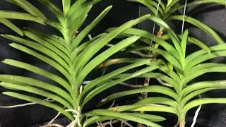 Cómo regar y fertilizar Orquídeas vanda en interior en tiempos de invierno