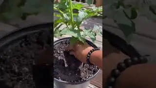 Planting tomatoes for winter harvest.
