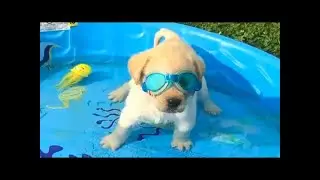 Funniest & Cutest Labrador Puppies  | Funny Puppy Videos 2021