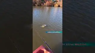 Livebiss in Slow Motion 🎣 #swimbait #angeln #hecht #fishing