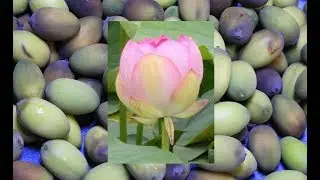 Собираем семена ЛОТОСА / Nelumbo Nucifera