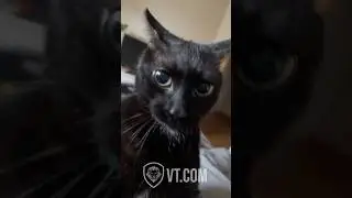 Cat Freaks Out & Tells Owner Why He&rsquo;s Trippin! 😂🐱