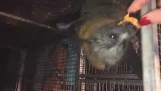 In the bat aviary at feed time