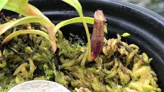 Nepenthes lingulata BE3463