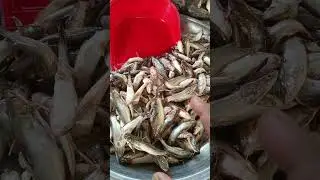 তারাইল বাজার সাবস্ক্রাইব করুন। Robin vlogs #fish #viral video 