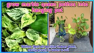 grow marble queen pothos into hanging pot.best air purifier indoor plant | @Baghwani695 